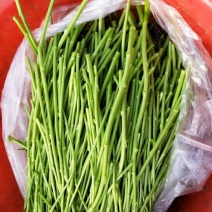 自产自销芦篙大量上市