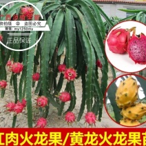 火龙果苗火龙果树苗白红肉火龙果树苗燕窝黄龙火龙苗