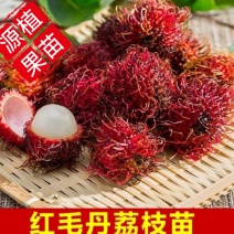 红毛丹树苗盆栽地栽嫁接改良毛荔枝水果树苗当年结果红毛丹苗