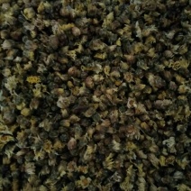 杭白菊