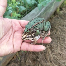 大量供应黑斑蛙蝌蚪苗