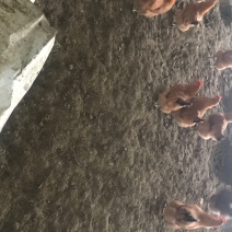 鸡