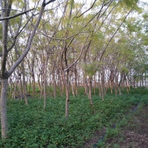 蓝花楹