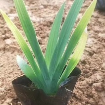 精品鸢尾营养杯苗基地大量现货供应