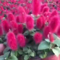 新品种红樱吊兰