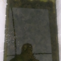 青蛙苗