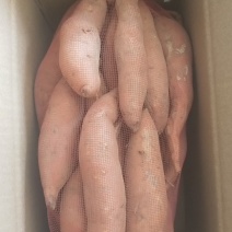 红薯种薯