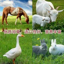 畜牧草种子适合驴马吃的牧草品种