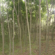 栾树6~8cm4~6cm2.5~3米