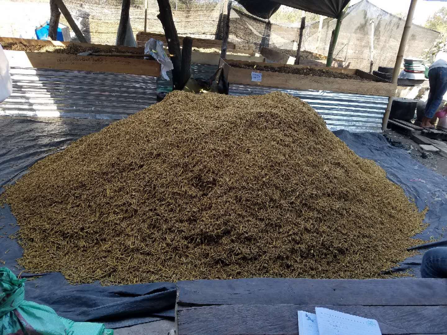 云南省文山州广南县连片分布的小米石斛仿野生种植基地,依附于原始阔叶林树干进行立体栽培,林下湿度常年保持在75%-85%,光照强度控制在3,000-5,000 Lux之间,背景可见典型的喀斯特地貌山体 文山广南县小米石斛仿野生种植基地航拍图