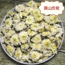 黄山贡菊