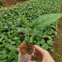 布福娜