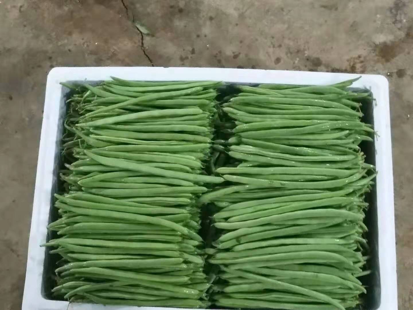 秋四季豆采收分级与包装现场