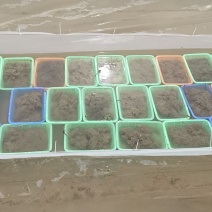 黑斑蛙，幼蛙，蝌蚪，成品蛙。