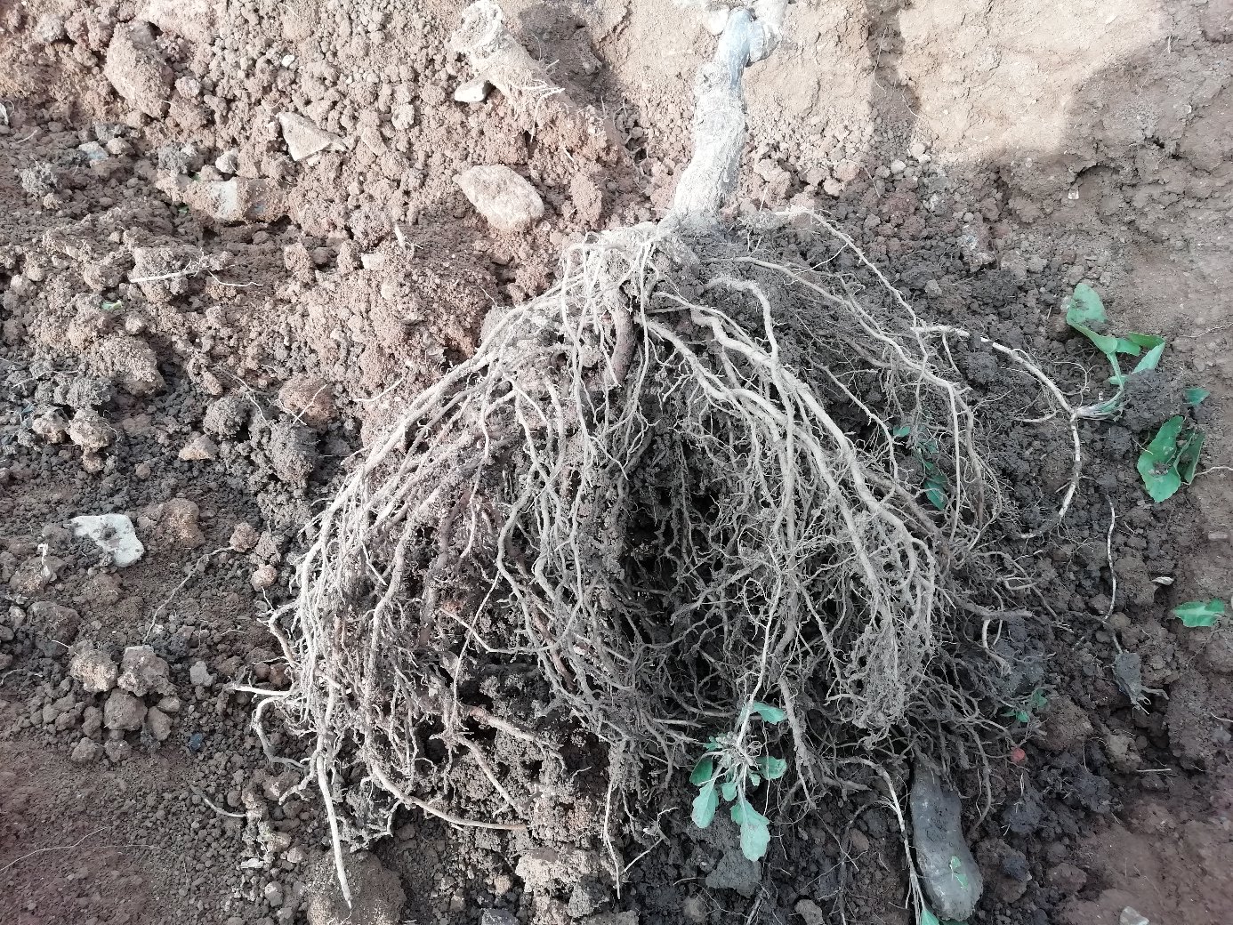 左侧为经噻唑膦+淡紫拟青霉处理的翠香小苗根系:须根浓密洁白,无瘤状突起;右侧为未处理对照苗:主根中段可见3处明显根结,侧根稀少发褐。拍摄于陕西眉县国家级猕猴桃种质资源圃2023年9月验收现场 翠香猕猴桃小苗根系健康对比图