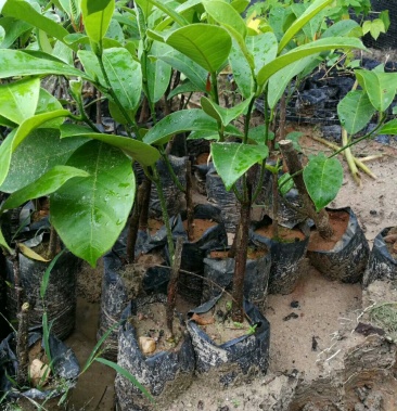 [榴莲蜜苗批发]海南 正宗榴莲蜜 苗价格1.50元/棵 - 一亩田