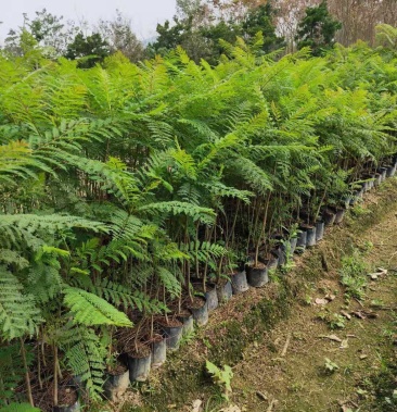 [蓝花楹批发]蓝花楹(小袋苗蓝花楹)蓝花楹小苗,各种光杆司令,骨架苗