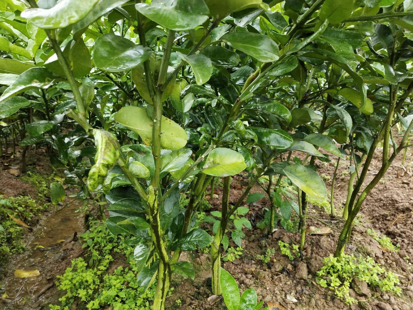 展示柚子与柑橘种植园的环境对比,体现气候、土壤和栽培管理的差异 柚子与柑橘种植园对比图
