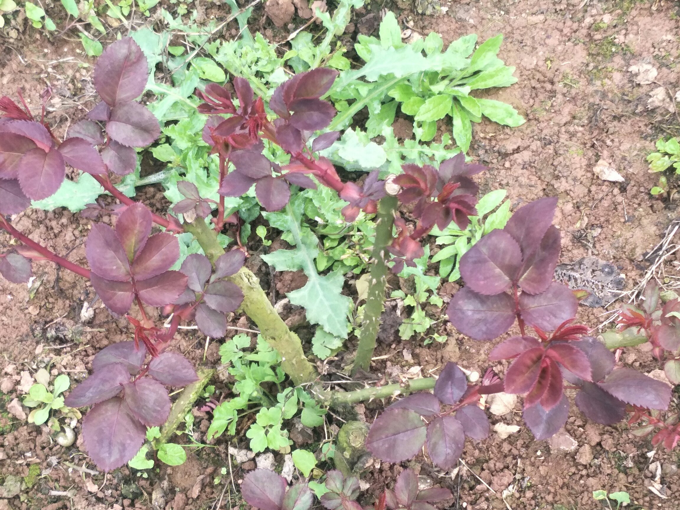 雏菊花朵与绿叶的特写