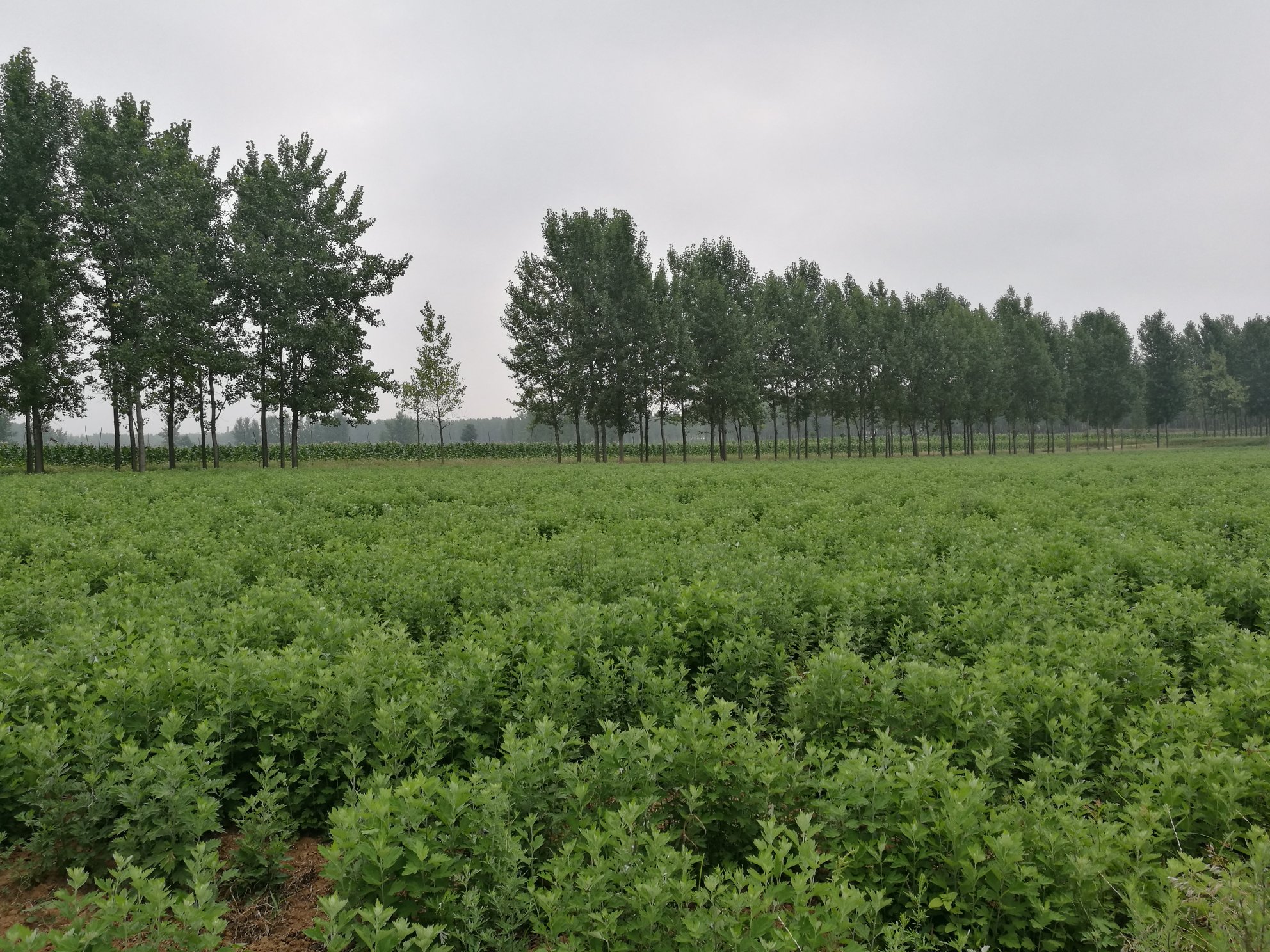 艾叶与生姜组合图