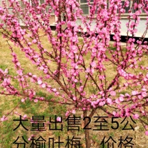 榆叶梅