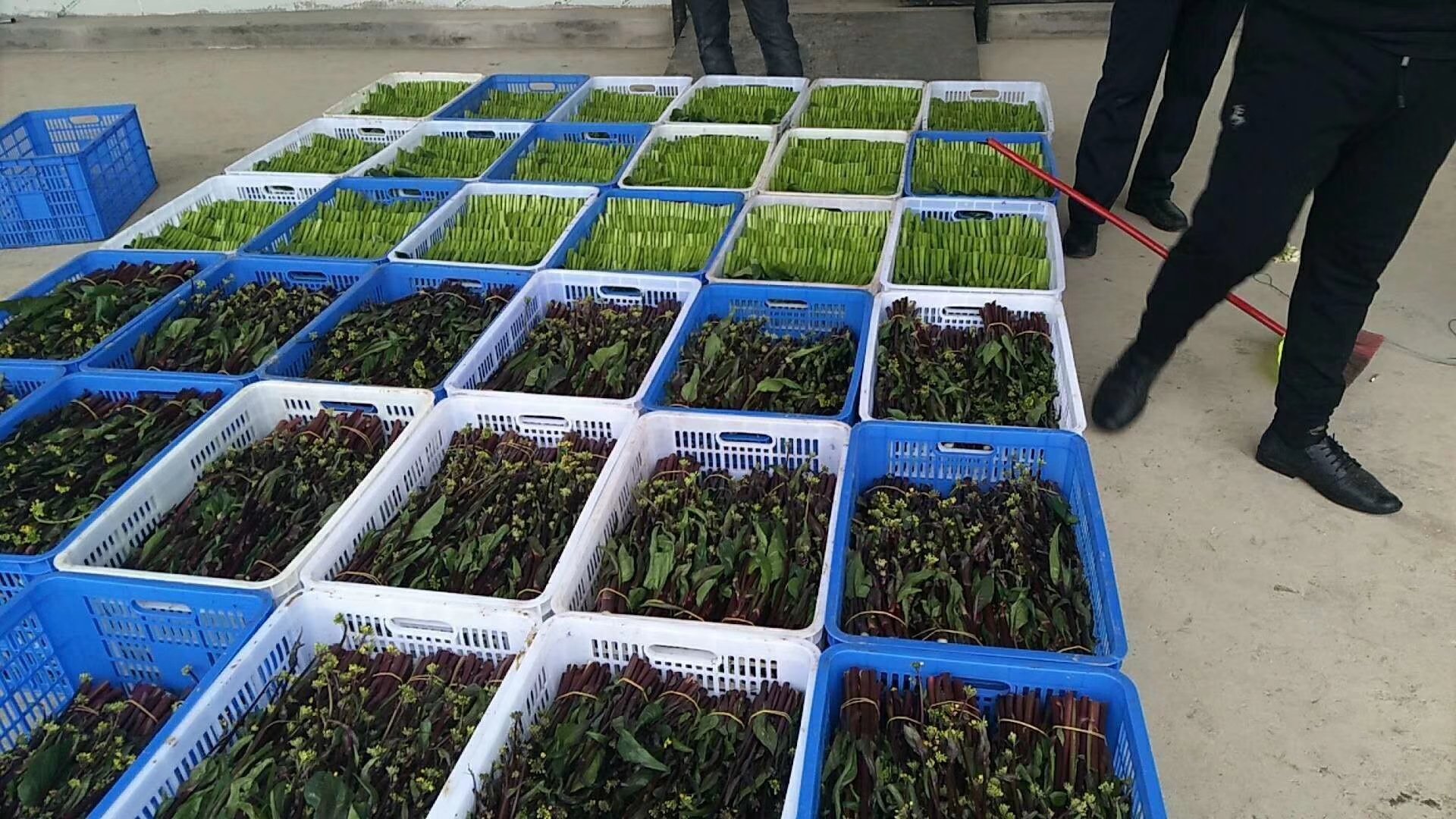 红菜苔采摘现场