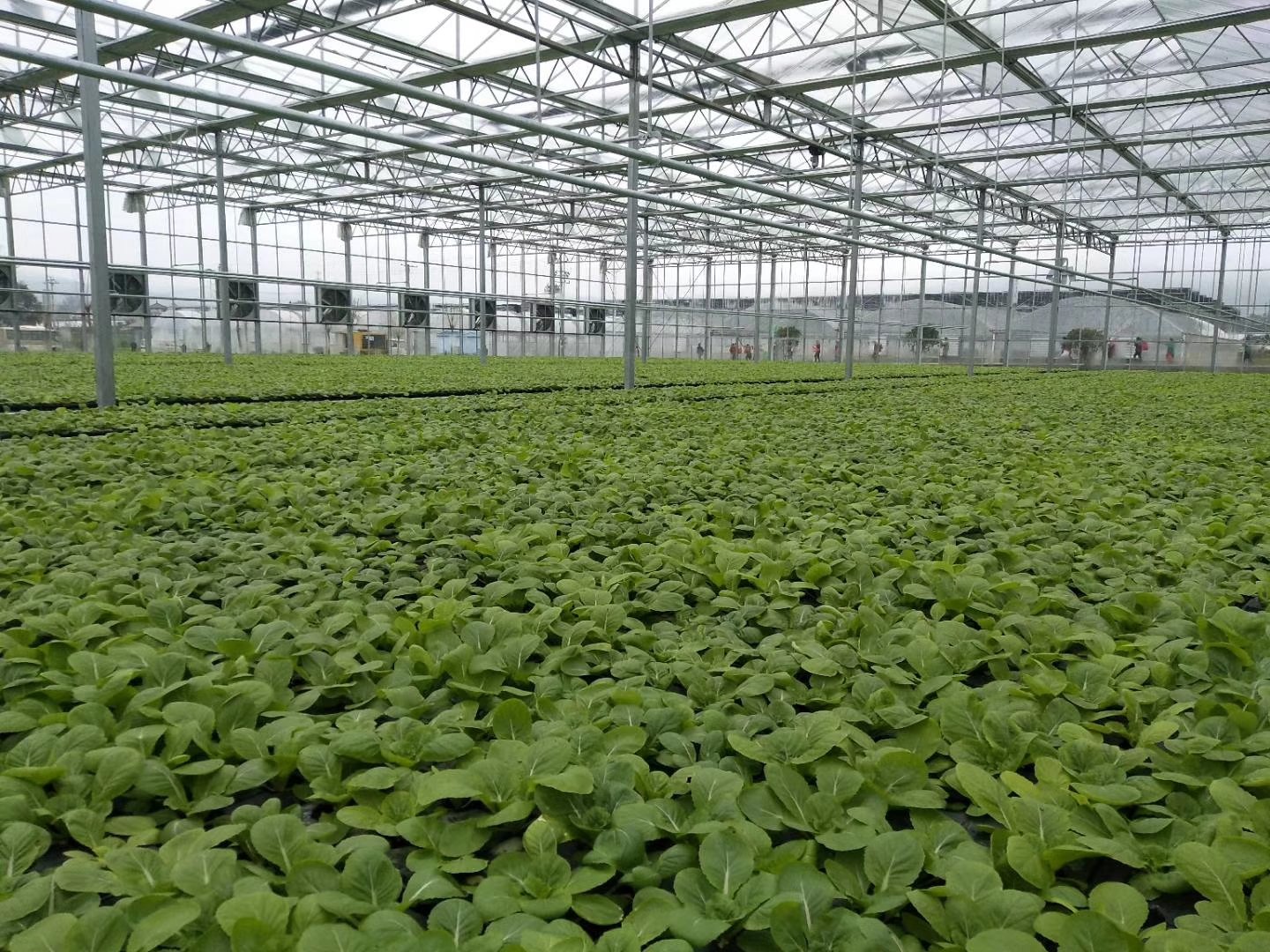 图片展示一个标准塑料大棚内部,红菜苔整齐排列生长,地面铺设滴灌带,棚内悬挂温湿度计,顶部有两层薄膜结构用于保温,工作人员正在检查植株状态 红菜苔冬季大棚栽培实景图