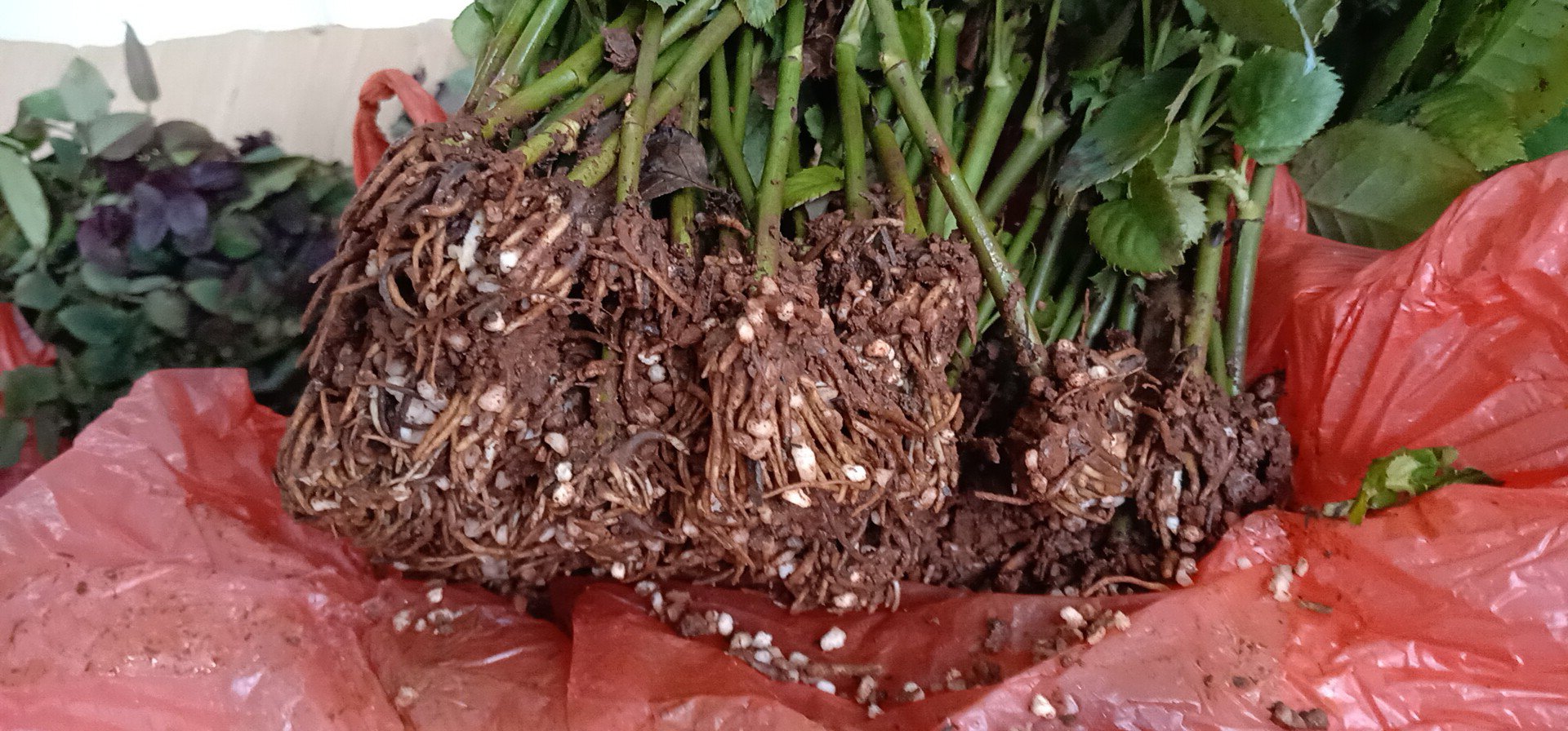 四根刺玫瑰植株特写