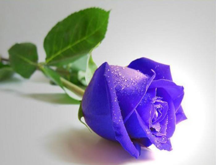 新鲜采摘的四季玫瑰花瓣特写