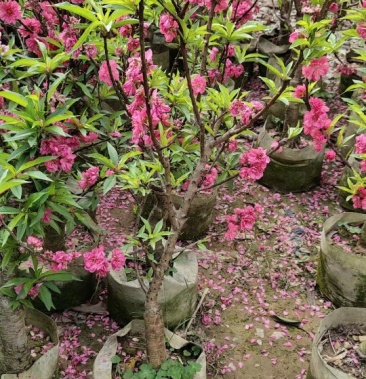 桃花树苗 2年苗 包邮