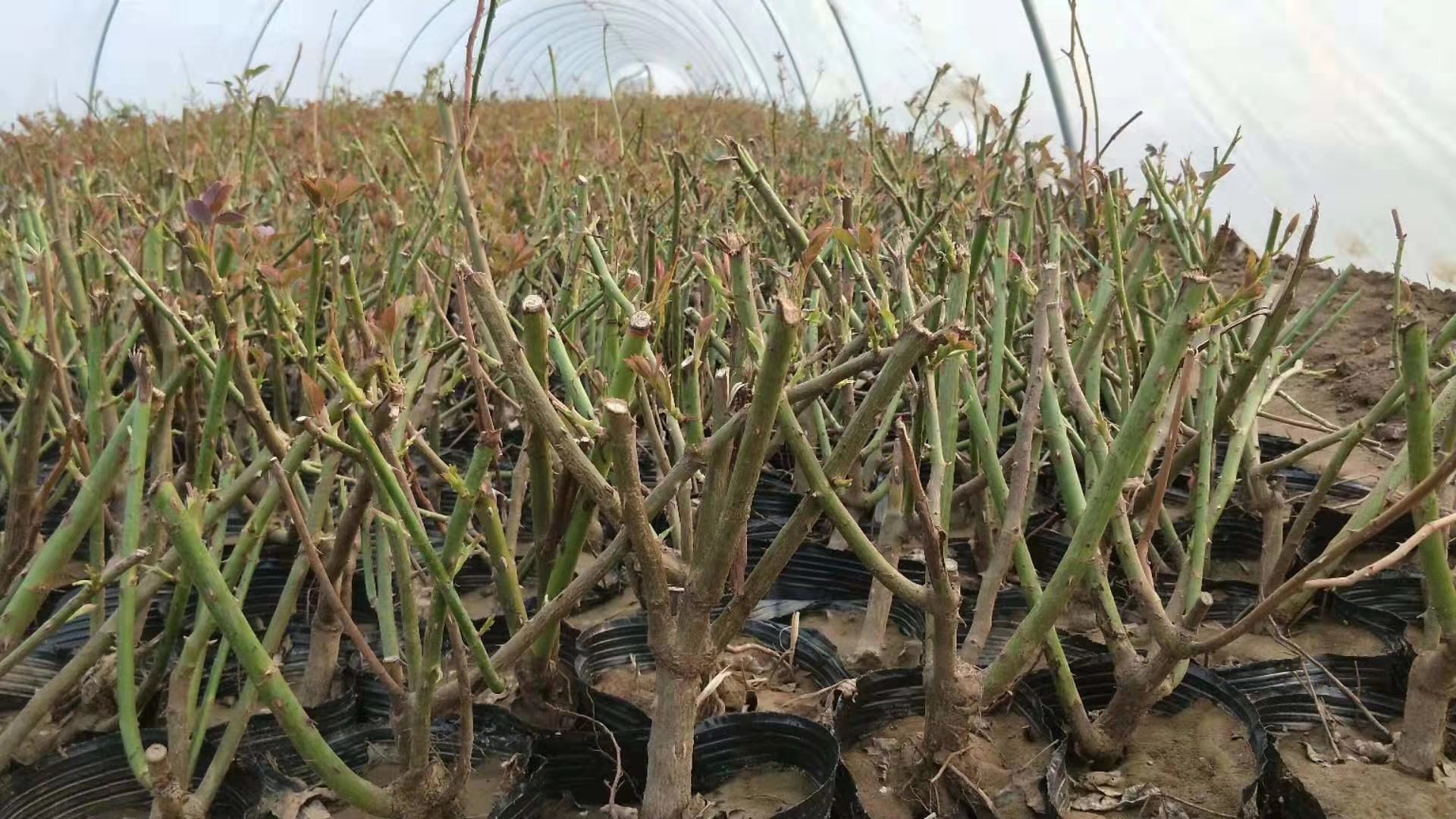 藤本月季秋季移栽修剪与定植场景