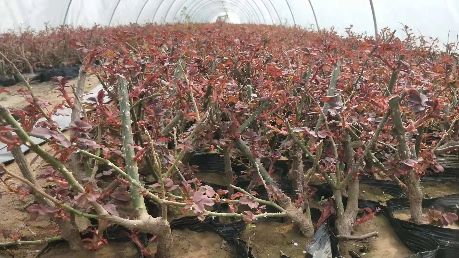 红龙藤本月季在标准化苗圃中整齐排列,枝条健壮,叶片茂盛,适合大规模种植和销售 红龙藤本月季苗圃种植场景