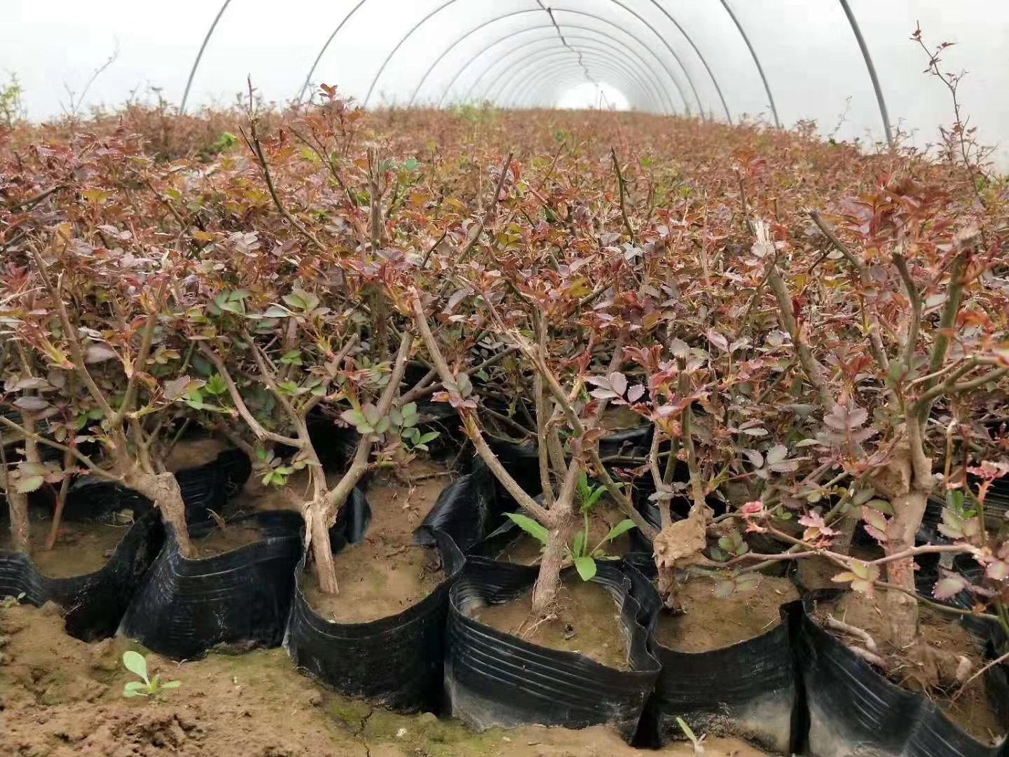 藤本月季冬季休眠状态特写