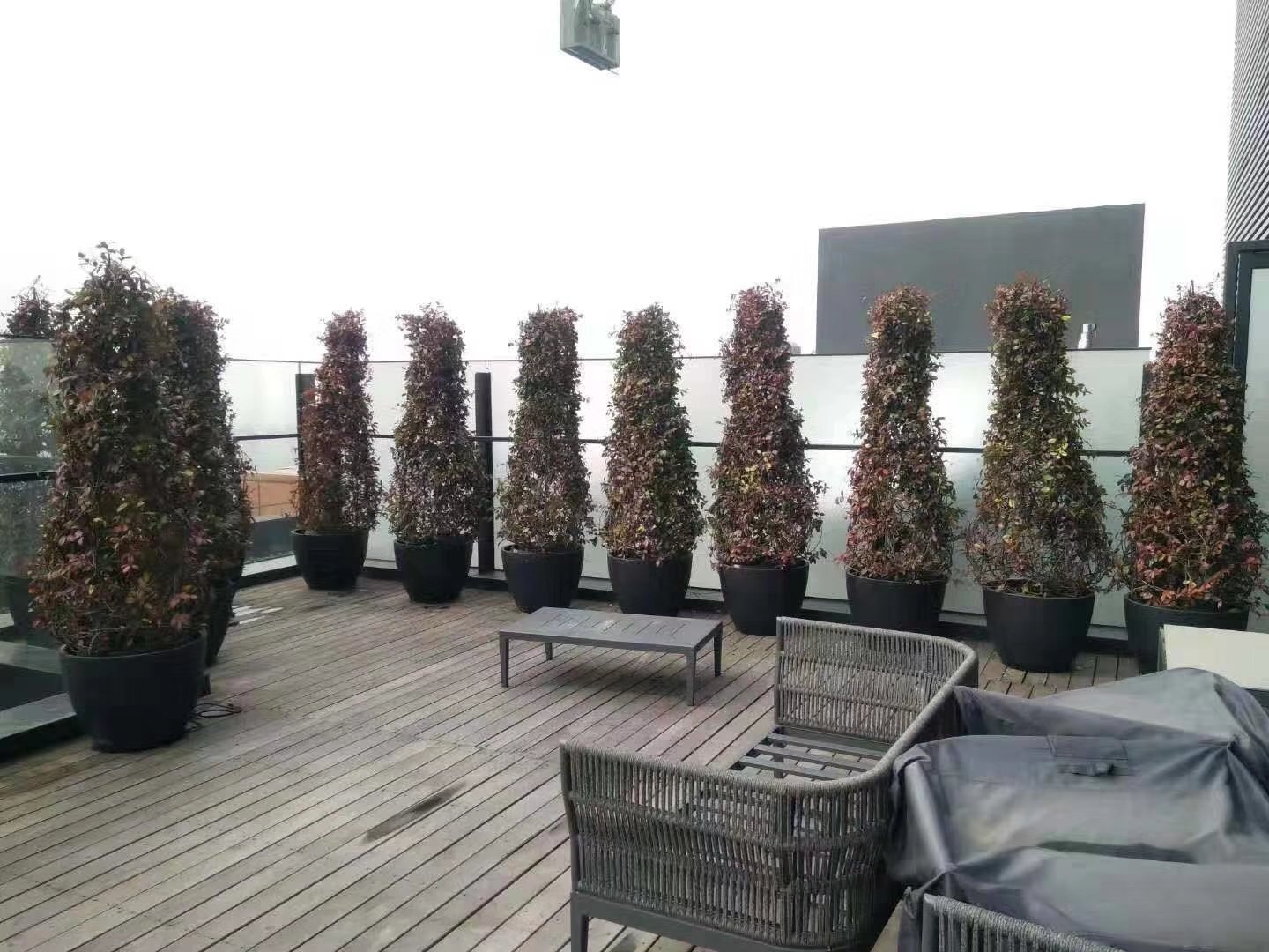 展示大花月季在阳台、庭院和围墙边的种植效果,体现不同高度品种在实际场景中的应用价值 大花月季在不同场景下的种植应用