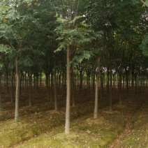 供应栾树苗木常年批发供应栾树价格优惠苗圃大量出供应