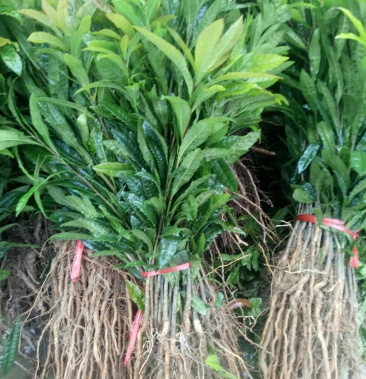 杨梅苗杨梅树杨梅实生苗杨梅芽苗杨梅秧苗