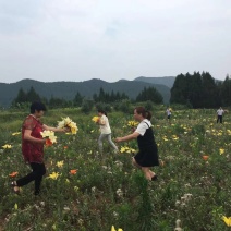 百合花盆栽出售