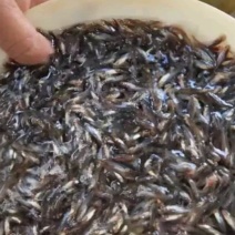 鳊鱼，草鱼，青鱼。