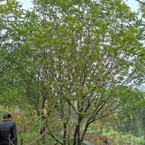 柚子树