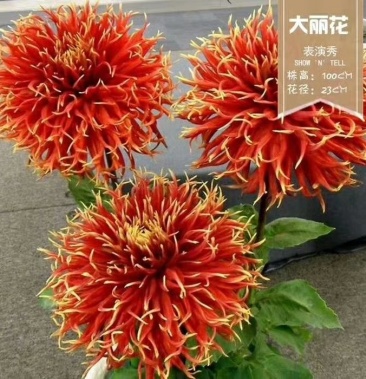 [大丽花批发]大丽花 进口大丽花,花大色艳价格15.00元/个 - 一亩田