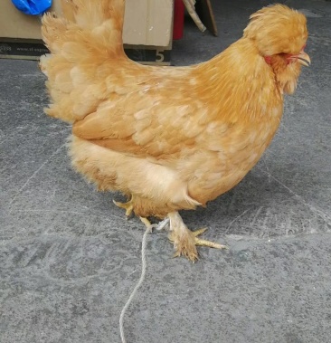 [鸡苗批发]北京油鸡苗 出壳苗,厂家一手货源,出壳必打疫苗价格3.