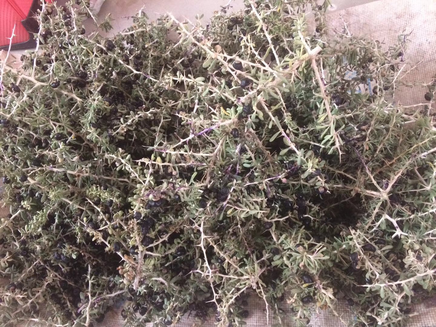 黑枸杞残渣显微结构示意图