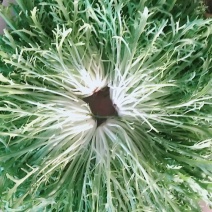 精品苦菊