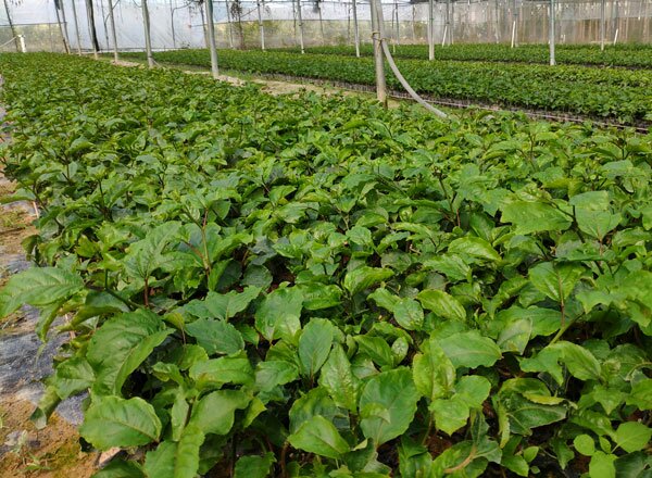 温室大棚内并列种植的黄金百香果(左)与9号百香果(右)植株,可见两者叶片形态略有差异:黄金百香果叶片较宽大,叶缘锯齿较钝;9号百香果叶片稍窄,叶色更深绿,藤蔓分枝更密集。两株均处于开花期,花冠呈典型百香果紫色带白边结构 黄金百香果与9号百香果植株对比图