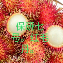 红毛丹树苗嫁接苗毛荔枝苗无核水果树苗南方北方种植