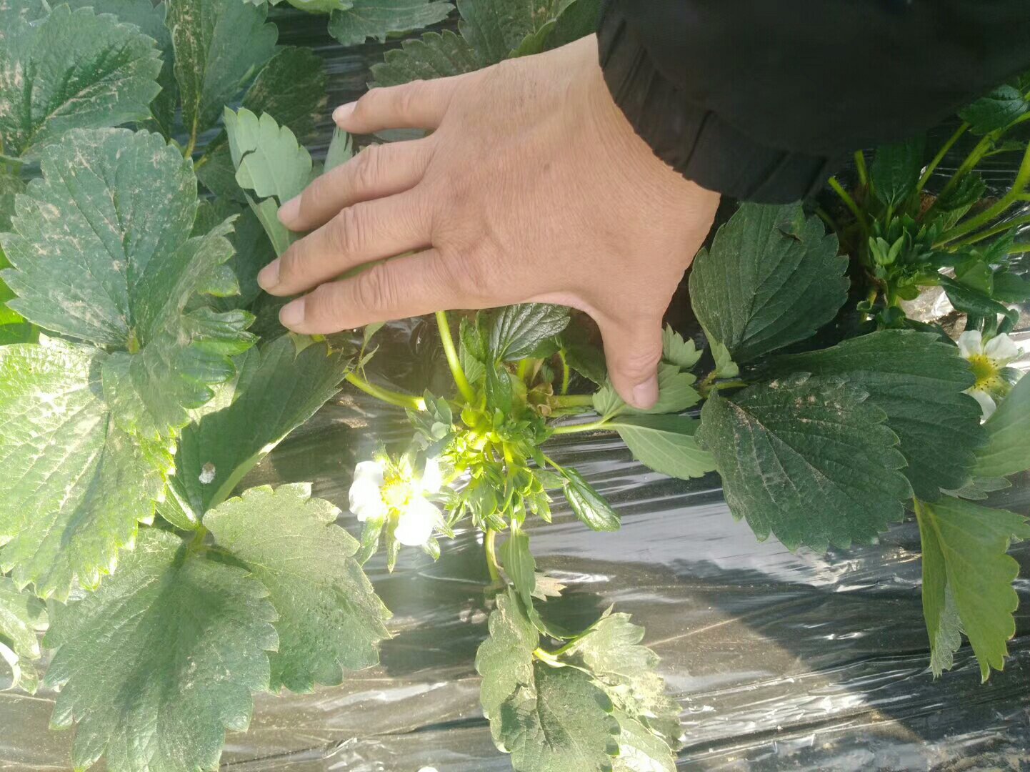 草莓之心彩叶芋在春夏秋冬四季的生长表现对比 草莓之心彩叶芋在不同季节下的生长状态对比图