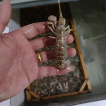 大虾蛄，可做成辣炒虾尾，大量有货