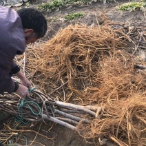 青皮无花果树
