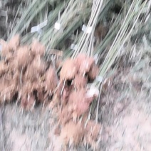 早园竹3米高