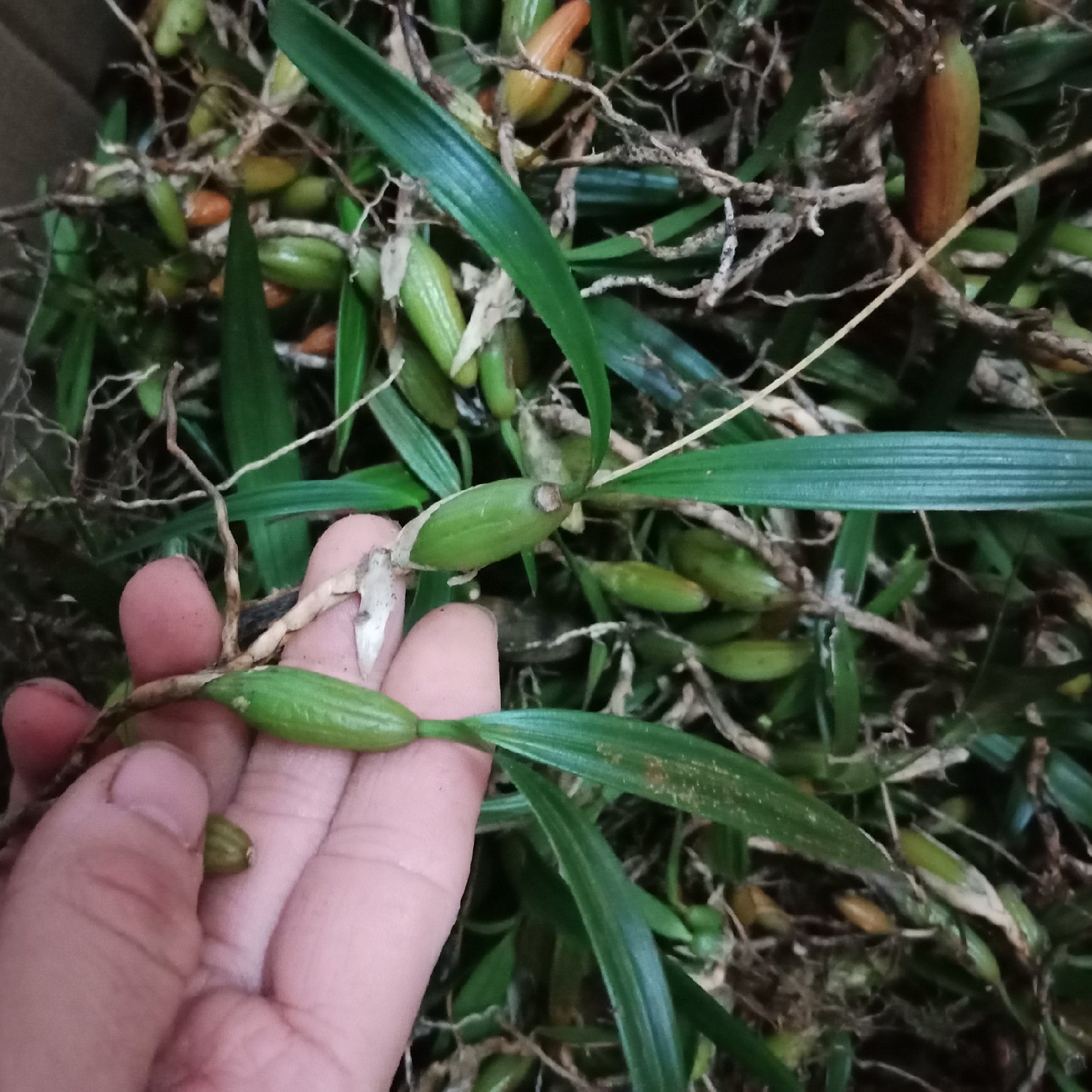 [石橄榄批发]广西野生石橄榄 双叶石橄榄 双叶大果